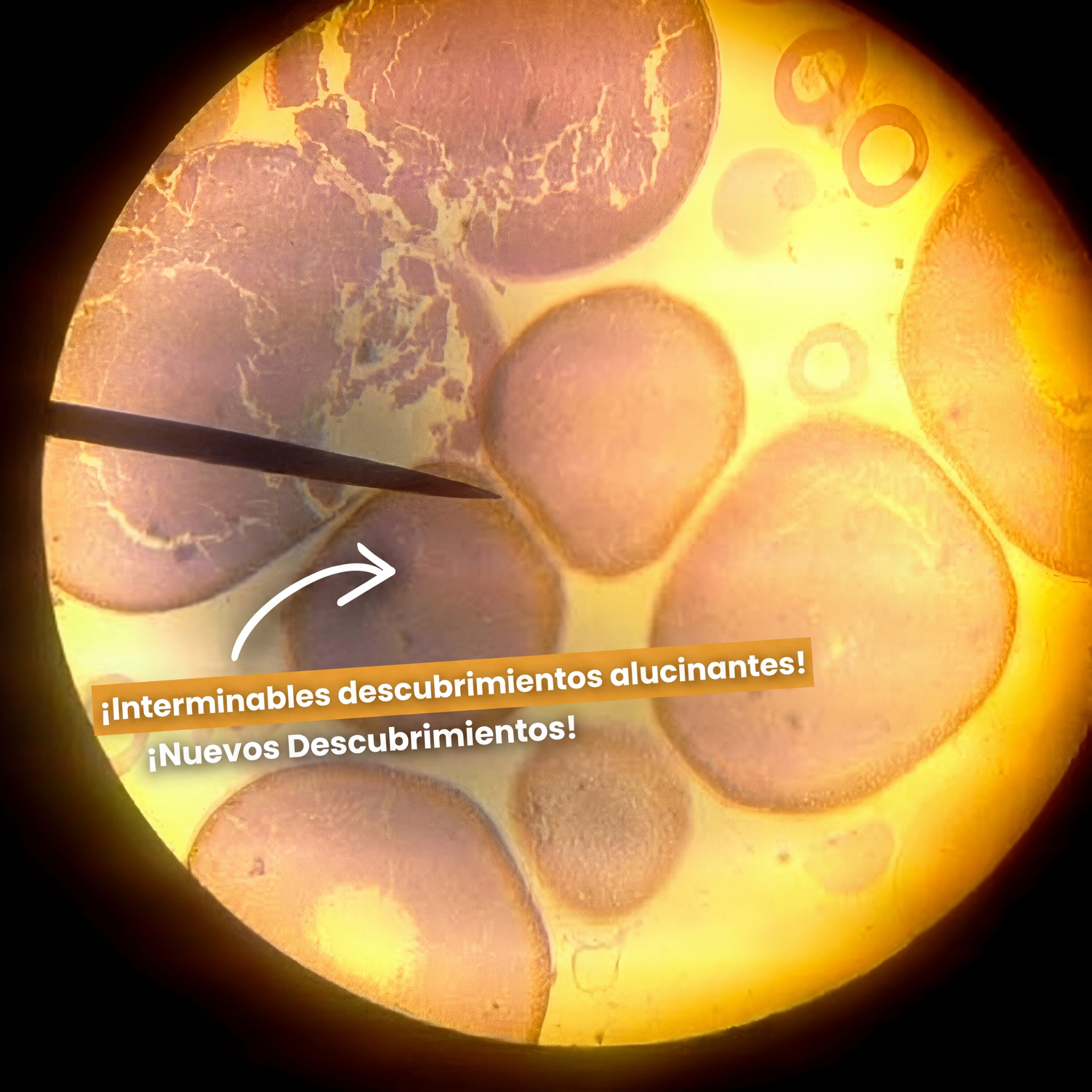 Lollynest™ Miniscopio